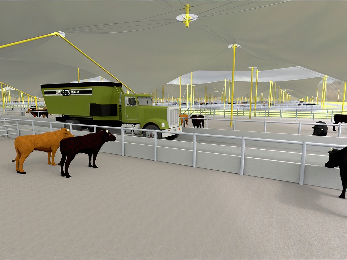 Feedlot shelter canopies for hot arid or high rainfall areas